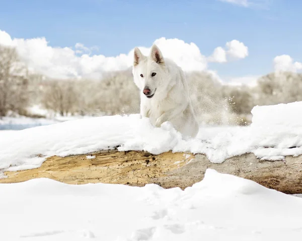 白いスイスの羊飼いの犬 — ストック写真