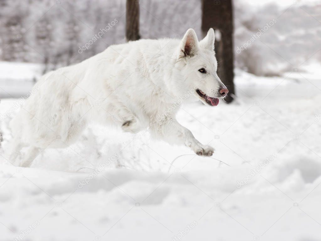 white Swiss Shepherd dog 