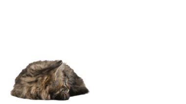 yalan küçük şirin Gri kedi yavrusu