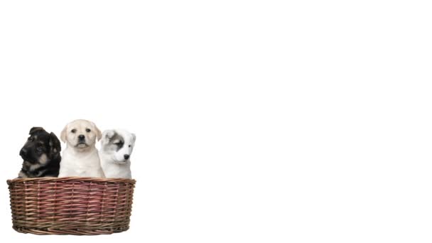 Three little puppies, dogs in basket — Stock Video