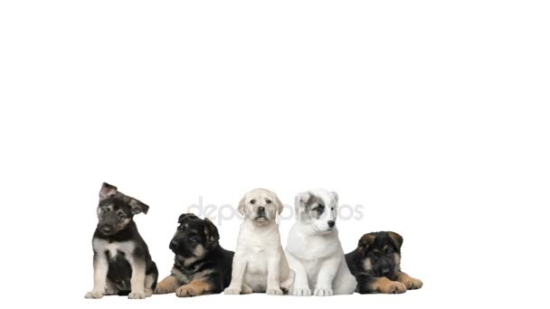 Groep van kleine puppy, honden — Stockvideo