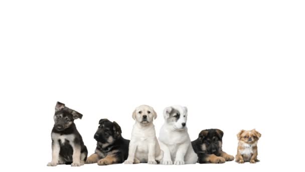 Gruppo di cuccioli, cani — Video Stock