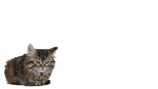 Kleine schattige grijs kitten — Stockvideo