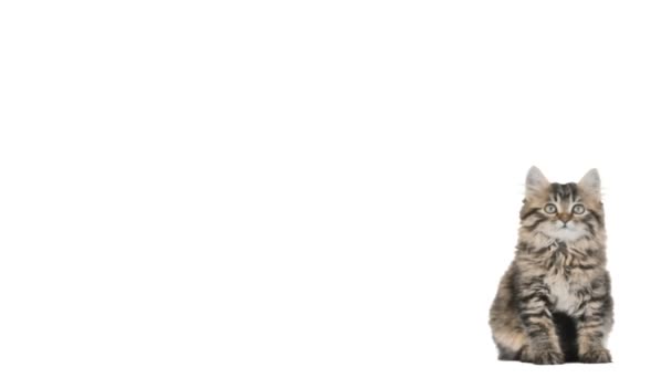 かわいいグレーの子猫 — ストック動画
