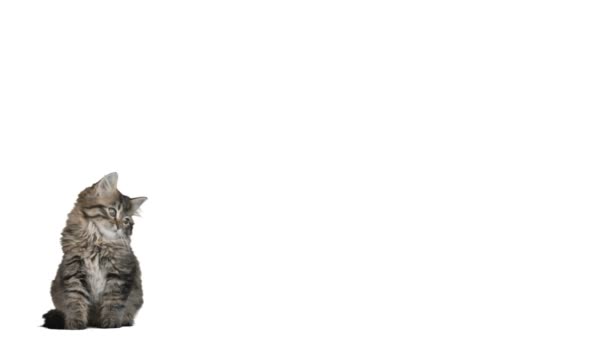 Liten söt grå kattunge — Stockvideo