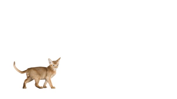 Kleine gele abyssinian kitten — Stockvideo