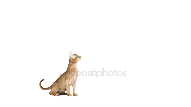 Piccolo gattino abissino giallo — Video Stock