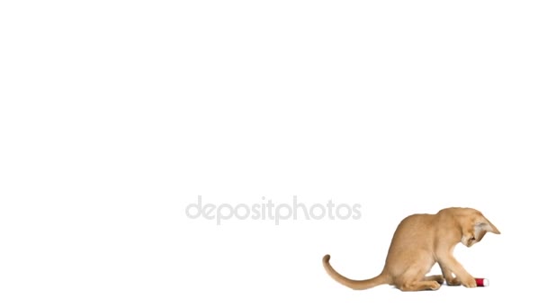 Жовтий абіссінський кошеня грає — стокове відео