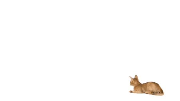 Pequeno gatinho abissínio amarelo — Vídeo de Stock