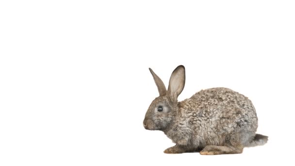 Little grey bunny, rabbit — Stock Video