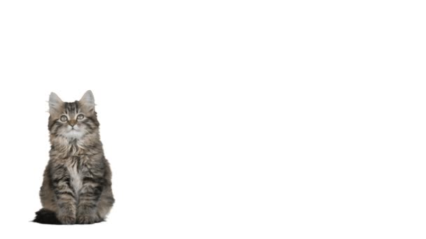 可爱的灰色小猫 — 图库视频影像