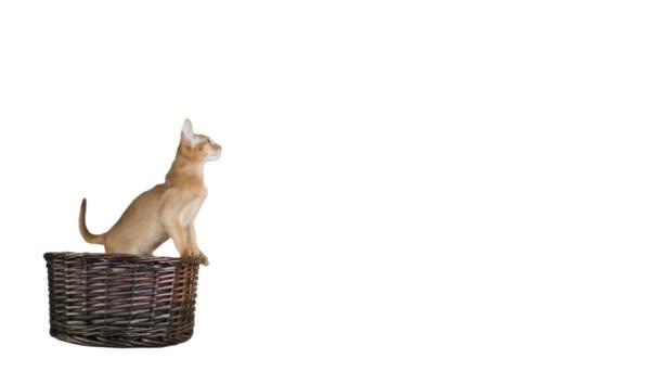 Sepeti de sarı abyssinian kedi — Stok video