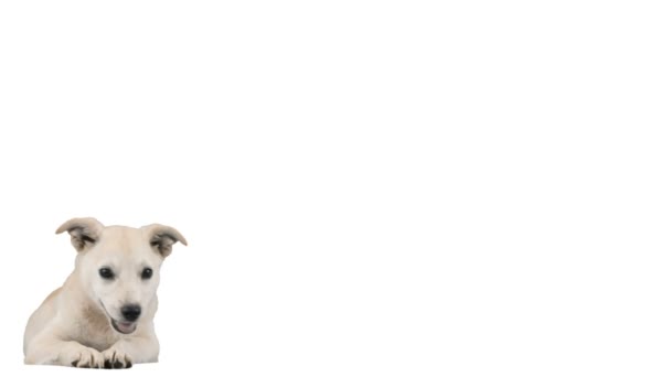 Pequeno cachorrinho bonito cão — Vídeo de Stock