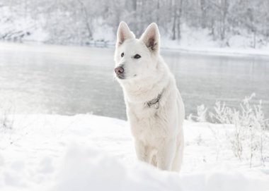 Beyaz İsviçre Çoban Köpeği 