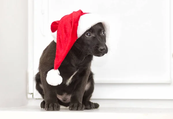 Puppy in a Christmas hat — Stock Photo, Image