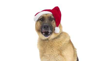 Noel Baba'nın şapkalı bir Alman çoban