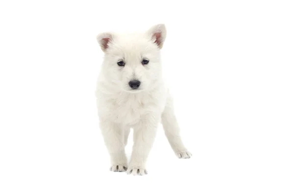 White Swiss Shepherd puppy — Stock Photo, Image