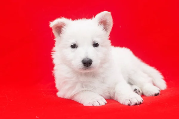 Белый щенок швейцарской овчарки на красном фоне — стоковое фото