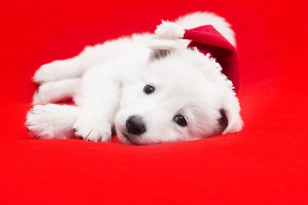 Cucciolo in un cappello di Natale — Foto Stock