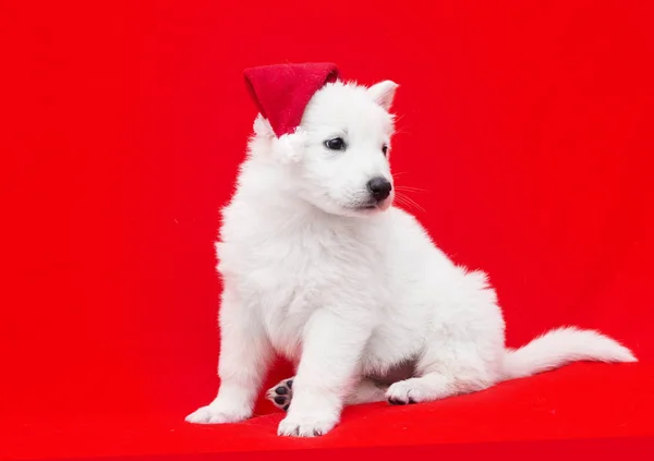 クリスマス帽子の子犬 — ストック写真