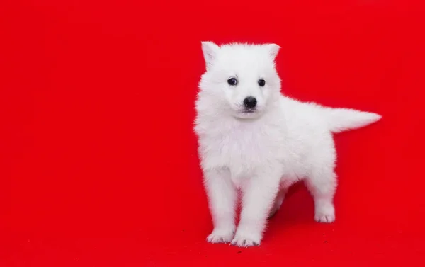 Owczarek szwajcarski biały puppy — Zdjęcie stockowe