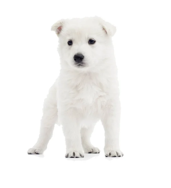 White Swiss Shepherd — Stock Photo, Image