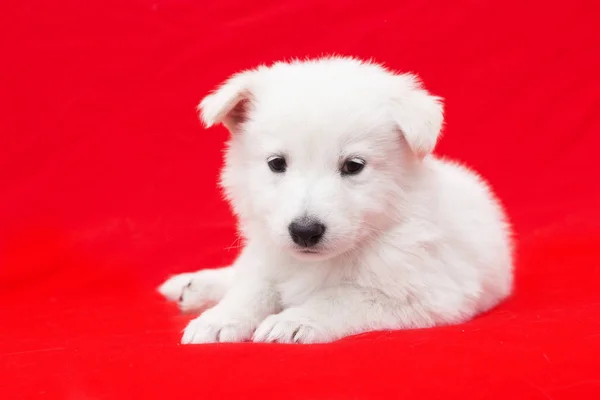 Cute white puppy — Stock Photo, Image
