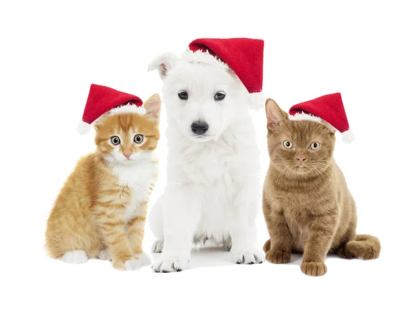 Hundvalp och kattungarna i jul hatt — Stockfoto