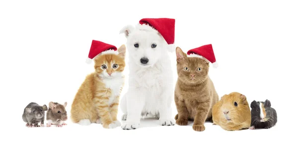 Valp Och Kattunge Jul Hatt Vit Bakgrund — Stockfoto