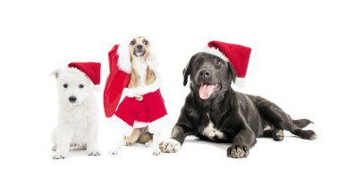 Köpekler bir Noel şapka ayarla
