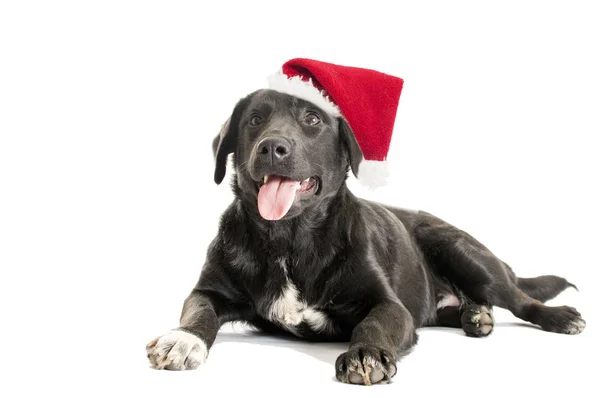 Dorosły pies czarny w Boże Narodzenie kapelusz — Zdjęcie stockowe