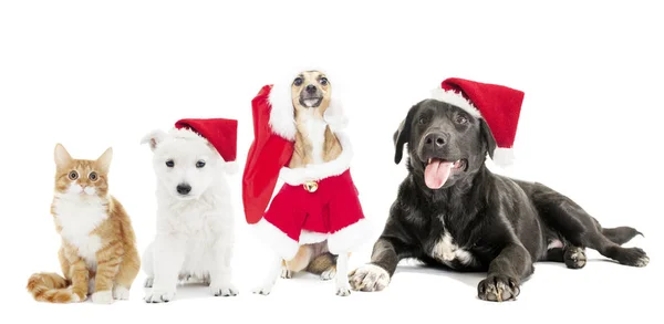 Katt och hund i en jul hattar — Stockfoto