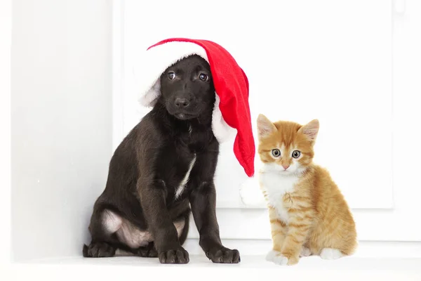 Kattunge och valp i en jul hatt — Stockfoto