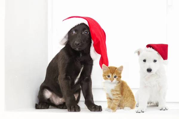 Kitten and puppy in a Christmas hat — Stock Photo, Image