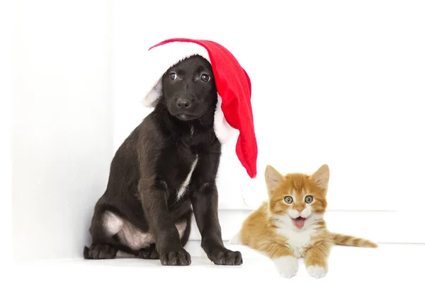 Kattunge och valp i en jul hatt — Stockfoto