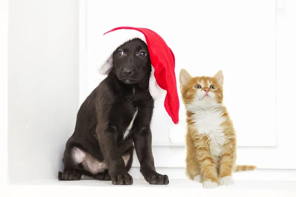 Kattunge och valp i en jul hatt — Stockfoto