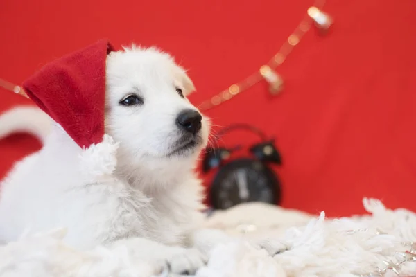 Puppy in a Christmas hat with clock — Stock Photo, Image