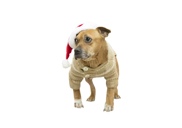 Staffordshire Bull Terrier w czapkę Mikołaja — Zdjęcie stockowe