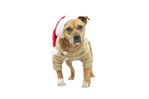 Terrier i en jultomten hatt — Stockfoto