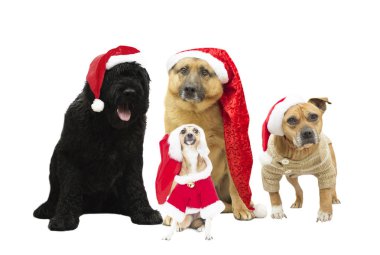 Yeni yıl şapka köpeklerde kümesi