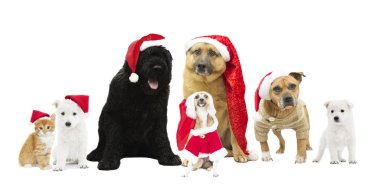 Yeni yıl şapka köpeklerde kümesi