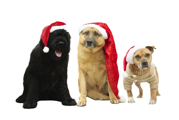 Uppsättning av hundar i nyår hatt — Stockfoto