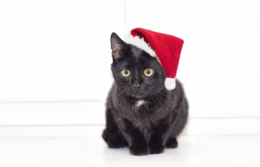 Noel şapkalı küçük kedi yavrusu 