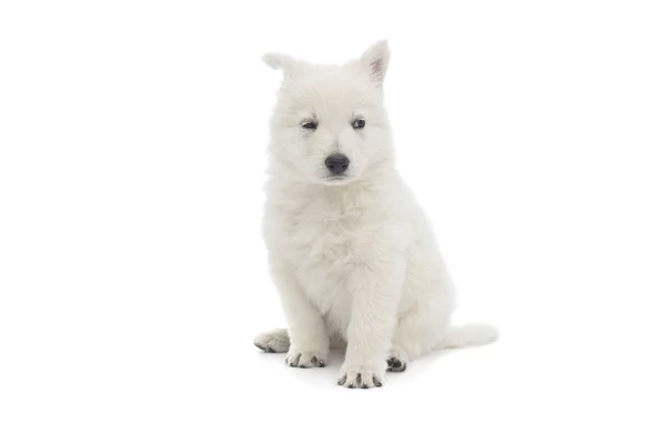 Cachorro pastor suizo blanco — Foto de Stock