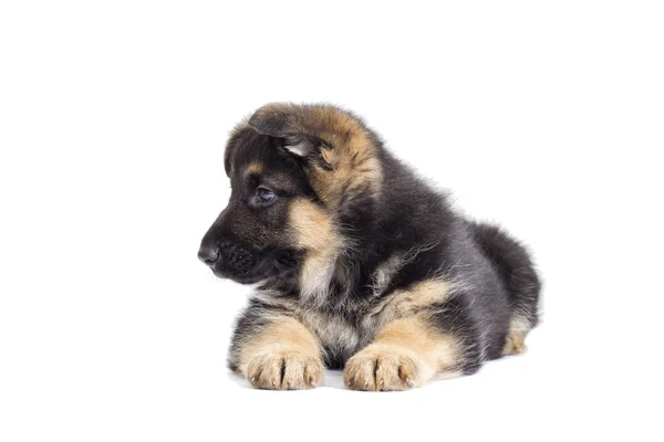 Bonito cachorrinho olhando — Fotografia de Stock