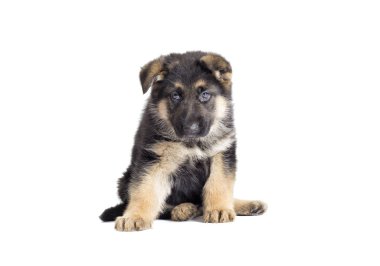 Sevimli köpek arıyorum