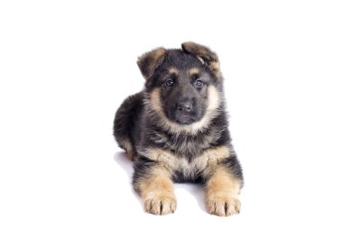 Sevimli köpek arıyorum