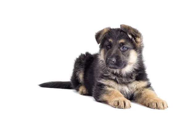 Cute puppy looking — Stock Photo, Image