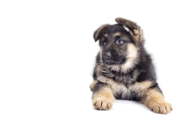 Niedliche Welpen suchen — Stockfoto