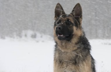 Yetişkin köpek yürüyüş 